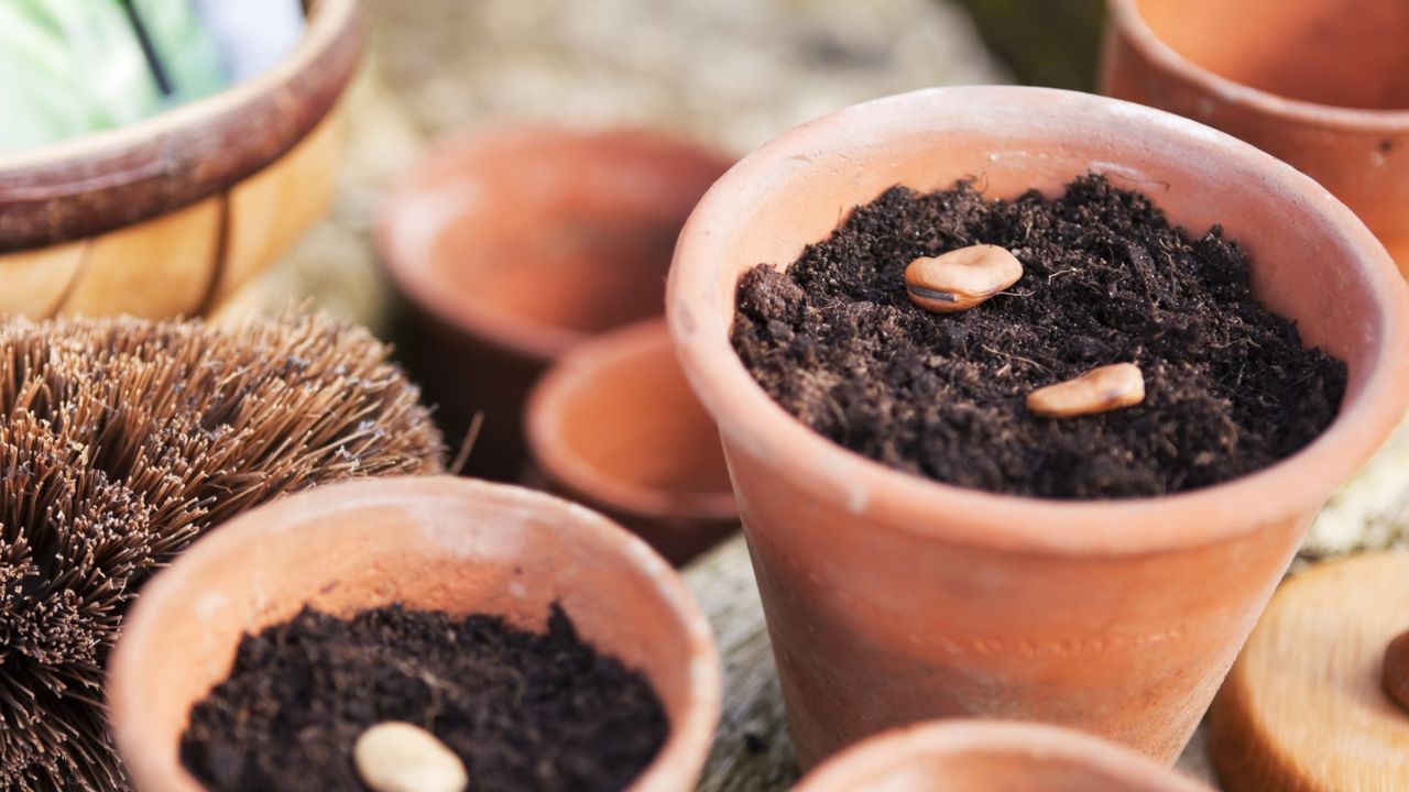 Fava bean seeds being sown in terracotta pots