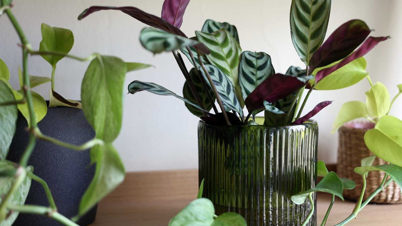 calathea growing in a green glass vase on a shelf