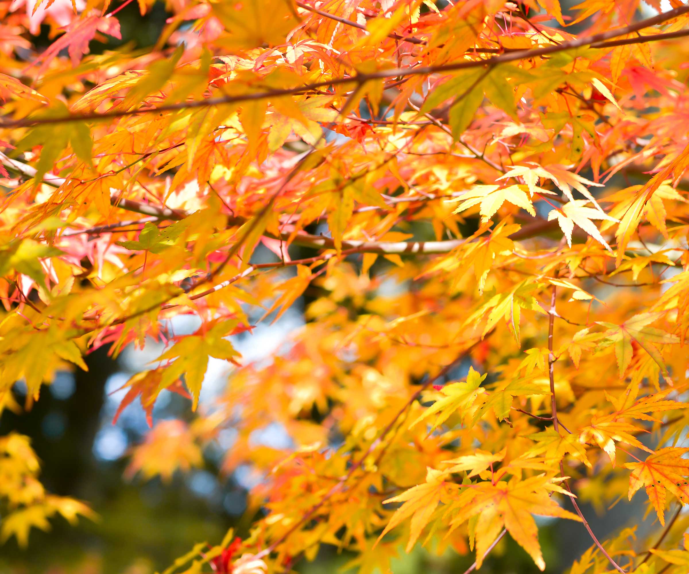 colorful autumn leaves