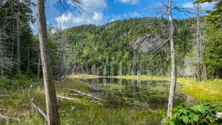 Wet swampland in the Adirondacks