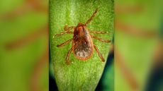 a male brown dog tick on a leaf, as seen from above