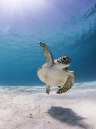 A sea turtle swims in clear waters with one fin raised above itself.