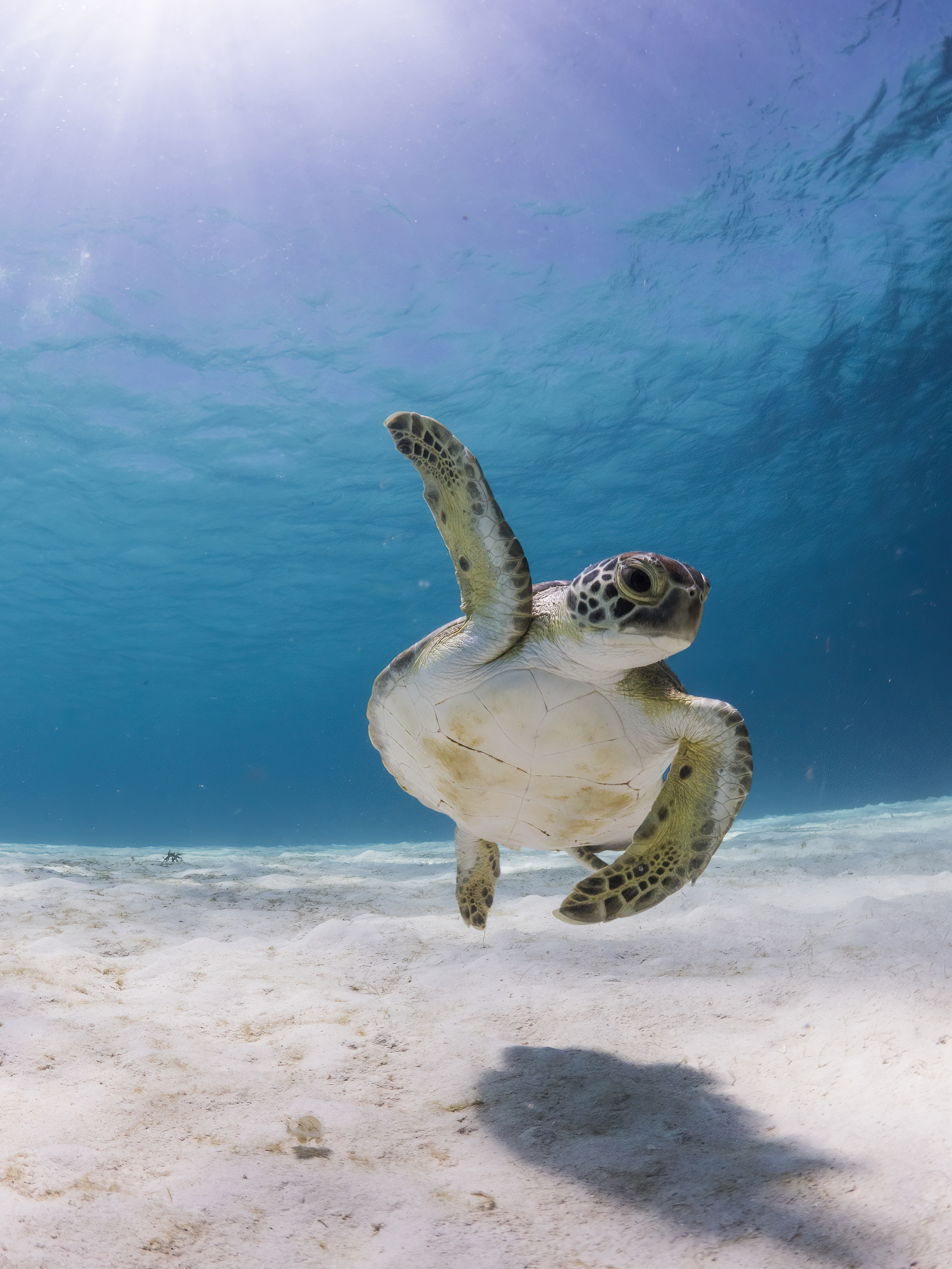 Uma tartaruga marinha nada em águas límpidas com uma barbatana levantada acima de si mesma.