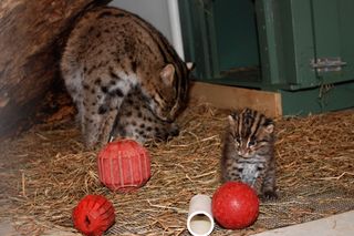 Fishing cats and ball