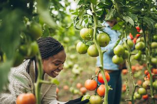 A smiling woman tends to tomato plants