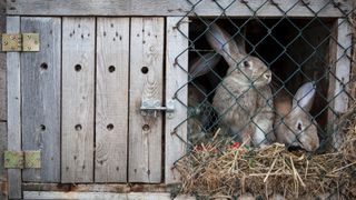 Two rabbits in a wooden hutch