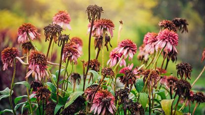 Brown and wilting heat-stressed plants and flowers