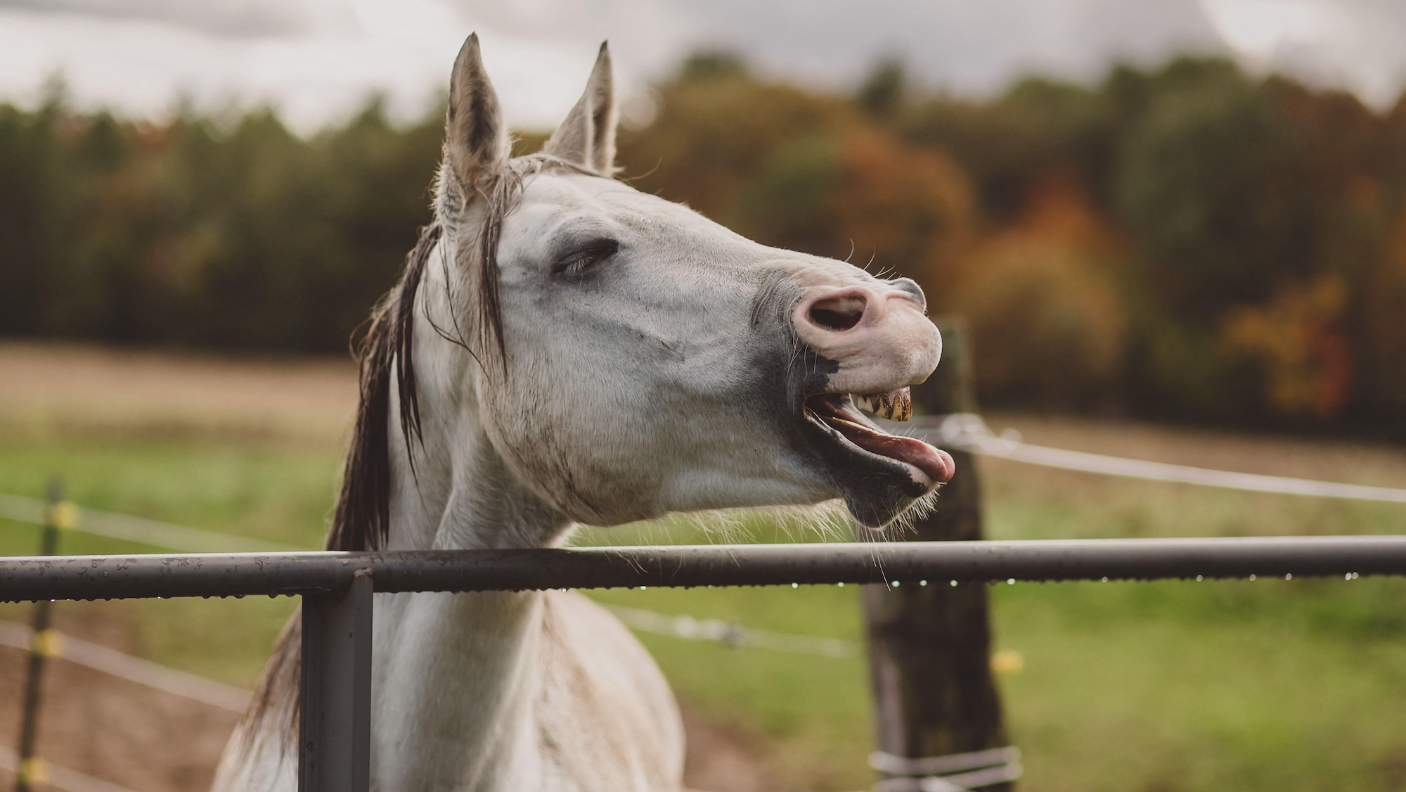 Grey horse whinnying over the fence