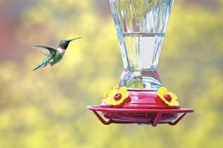 hummingbird feeding on sugar water