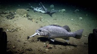 Still image from video captured by the Deep Discoverer showing the grouper with the tail end of the dogfish shark sticking out of its mouth.