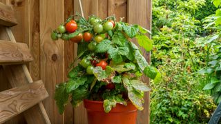 Tomatoes grown in a pot