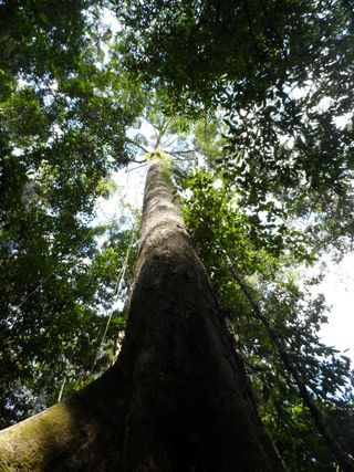 When you peer up the trunk of the yellow meranti, thought to be the tallest tree in the tropics, the topmost branches appear very, very far away.