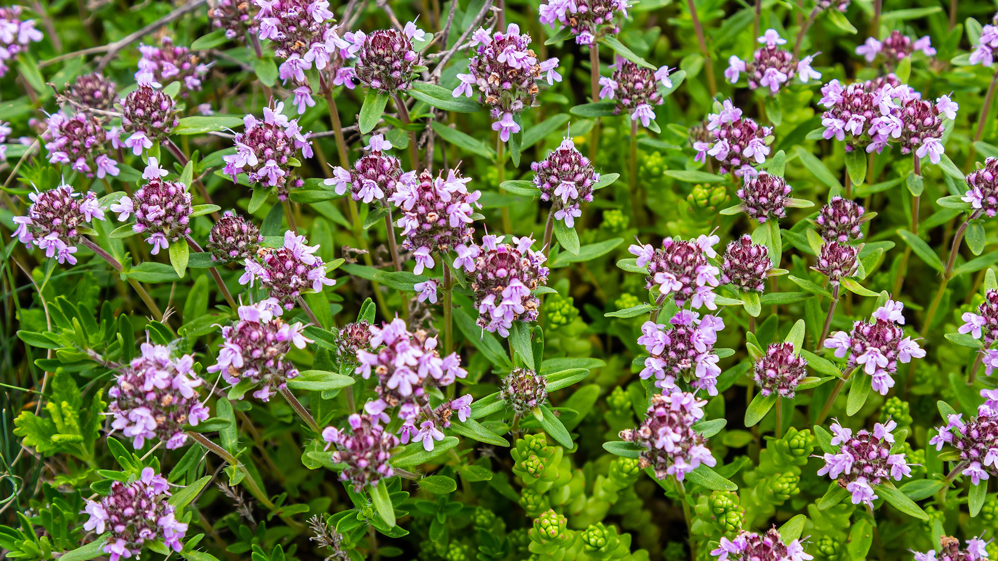 Creeping thyme