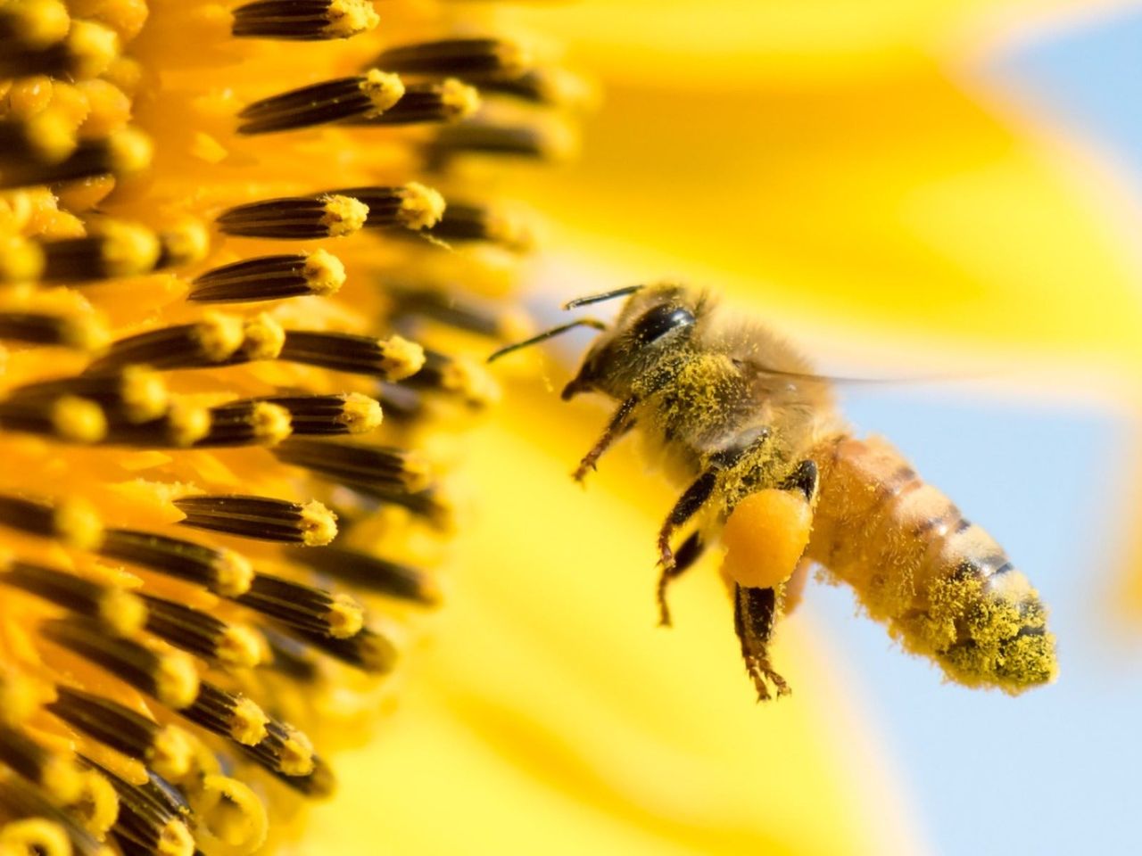 Closeup of a honeybee wtih its legs covered in pollen hovering next to a flower