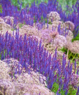 Drift planting of Salvia and Alliums