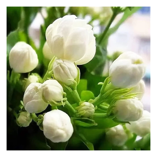 A close-up of jasmine buds