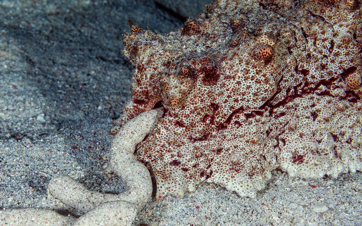 footage from the Pacific Ocean captured a sea cucumber producing a truly im...