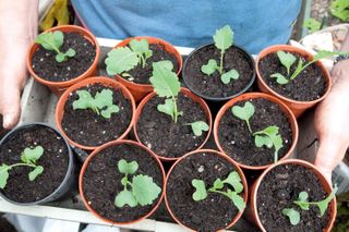 how to transplant seedlings: brassica seedlings