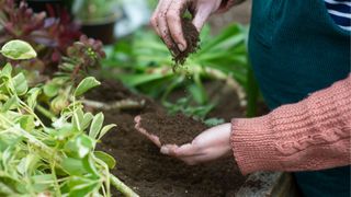 picture of woman sifting through compost in greenhosue