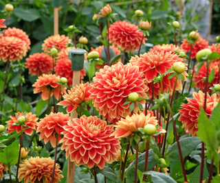 Red and yellow decorative Dahlia 'Bettina Verbeek' in flower with stakes