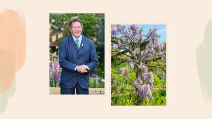 compilation image of gardener Monty Don and a wisteria plant climbing an arbour to support Monty Don's wisteria pruning advice