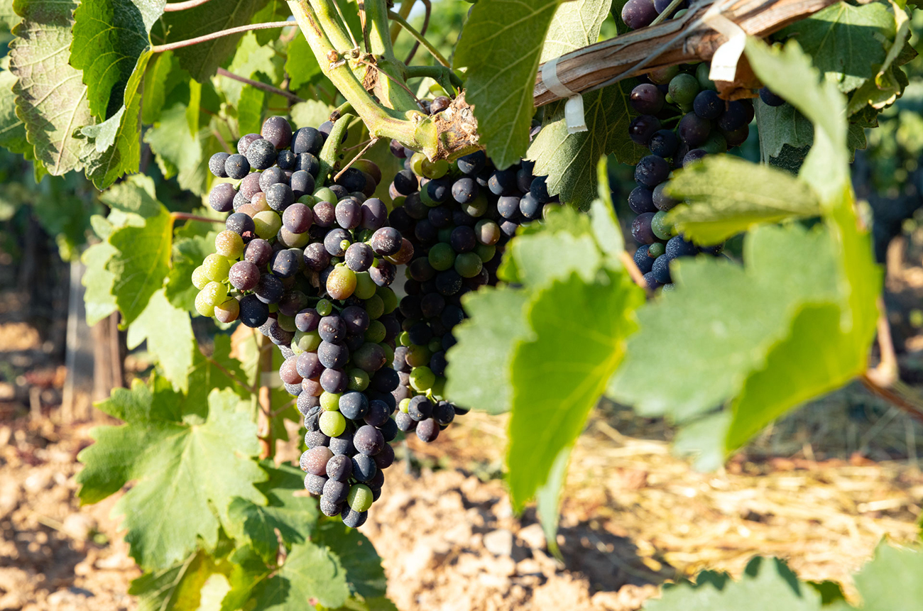 Attica_vineyard_grapes.jpg