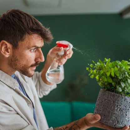A man spraying a houseplant with a spray bottle