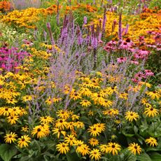 mixed perennials in flower bed