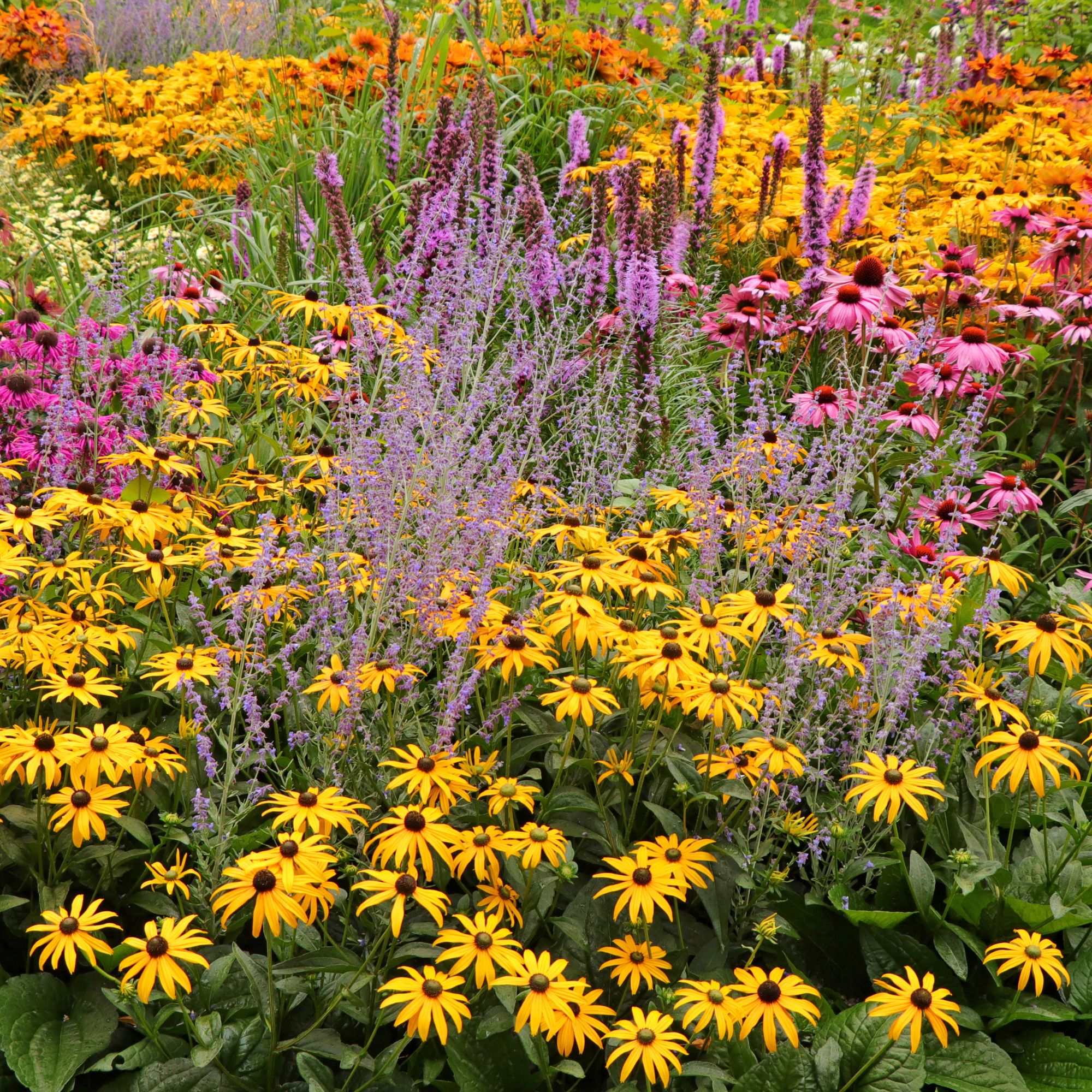 mixed perennials in flower bed