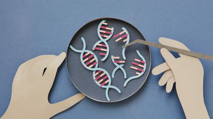 Splicing DNA in petri dish.