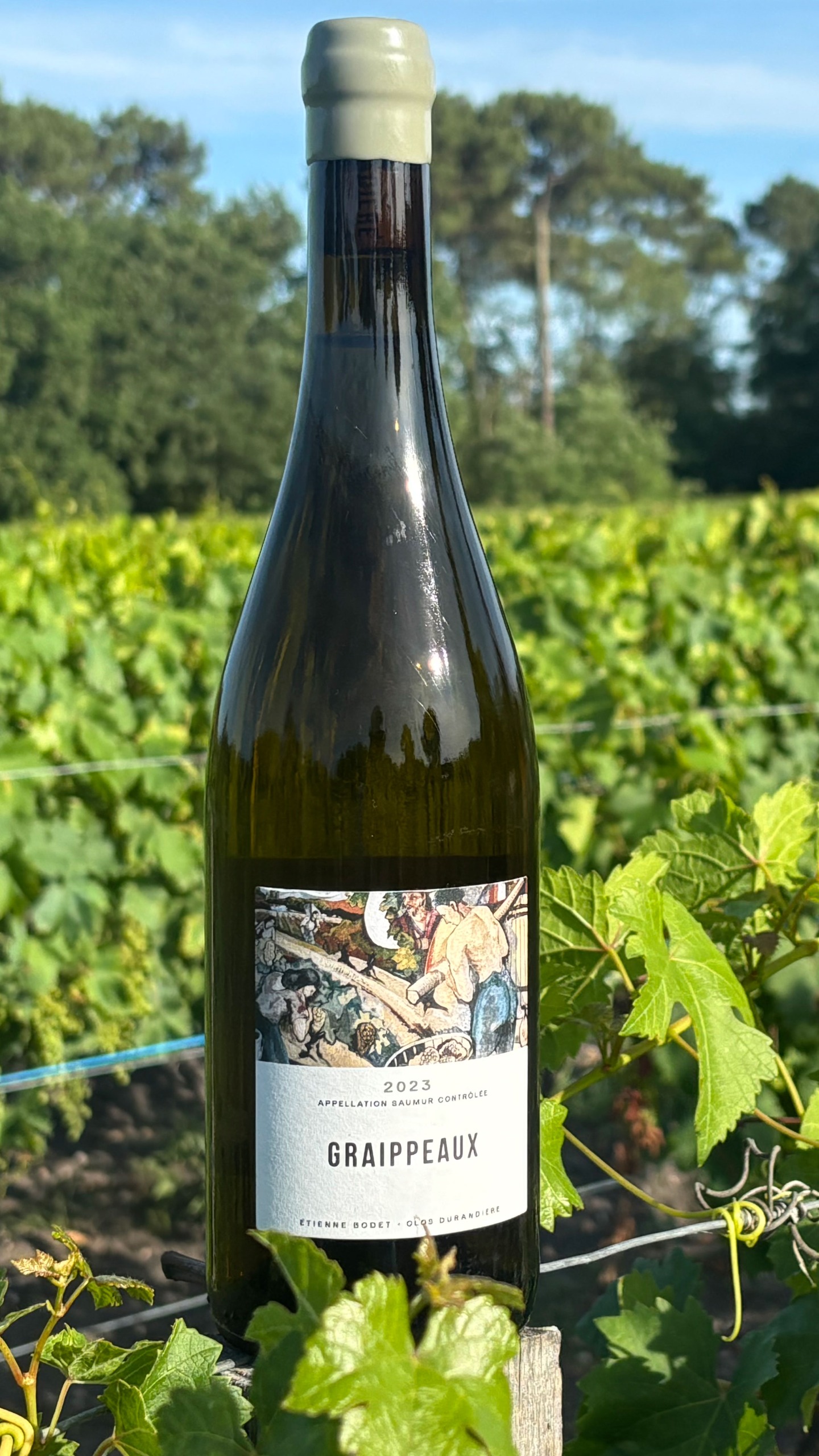 A bottle of Etienne Bodet's Clos Durandi&amp;egrave;re, Graippeaux, Saumur, Loire 2023 in a vineyard