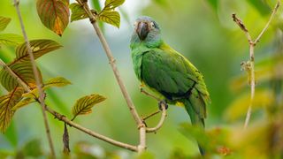 Dusky headed conure