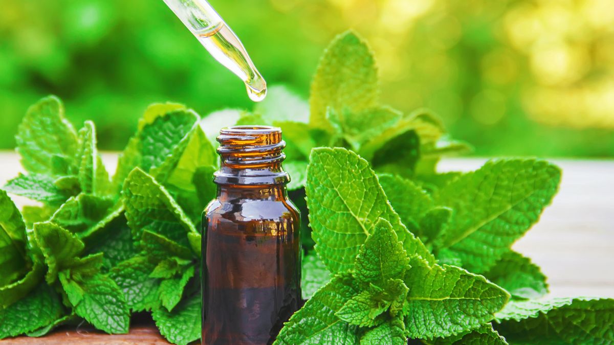 We asked a vet whether oil diffusers are really that toxic to dogs. Here’s what they said