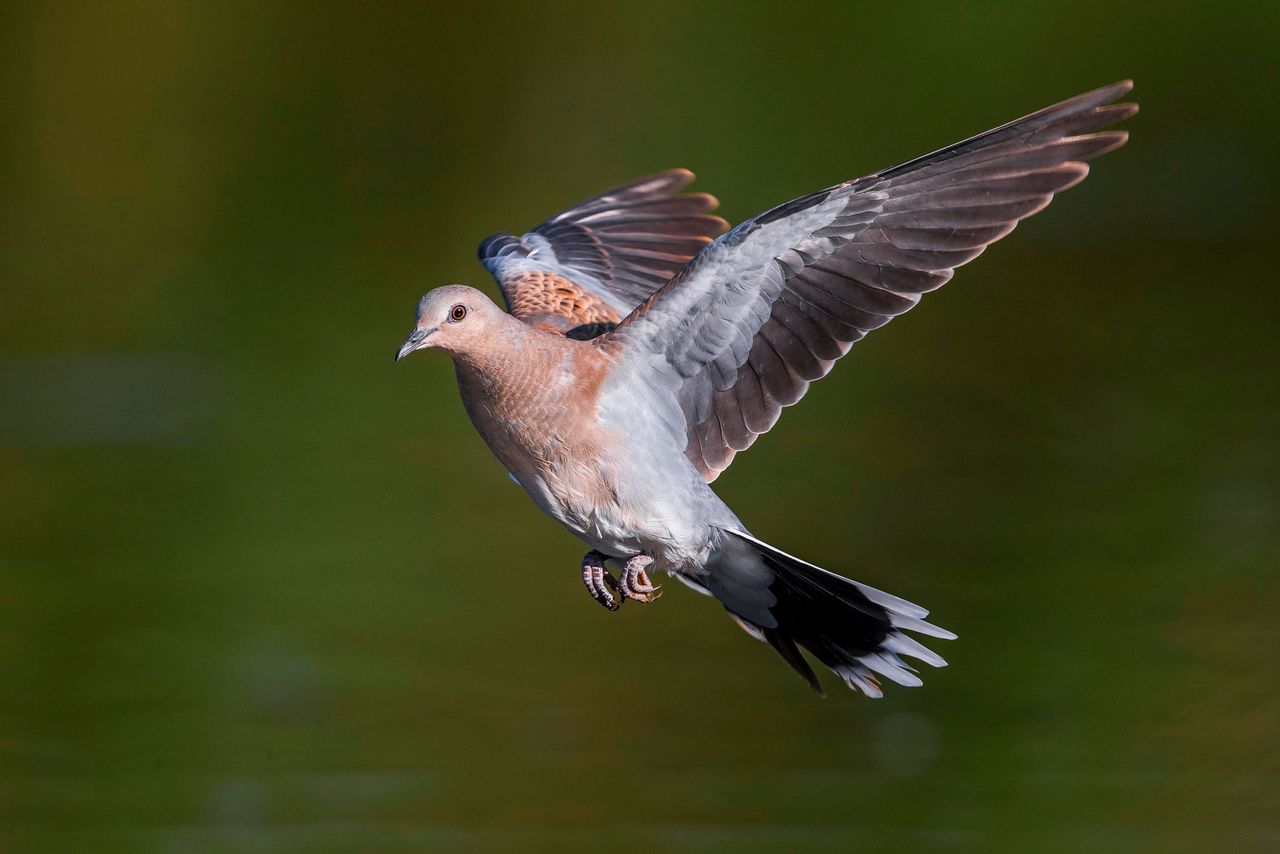 A flying Turtle Dove; Streptopelia turtur.