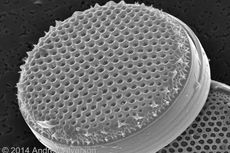 Thalassiosira nodulolineata, diatom, air