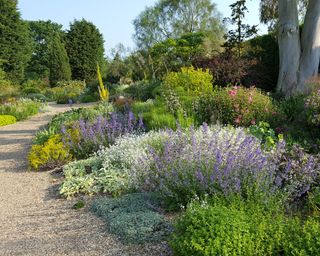 A gravel path with white and purple planting
