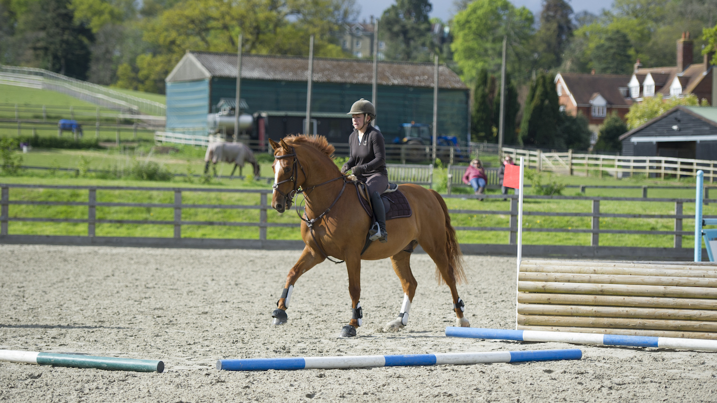 Training a horse in canter over poles on the ground