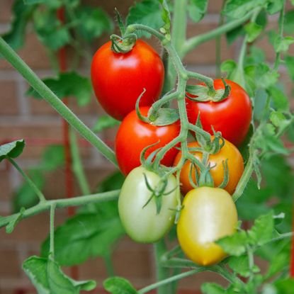 tomatoes