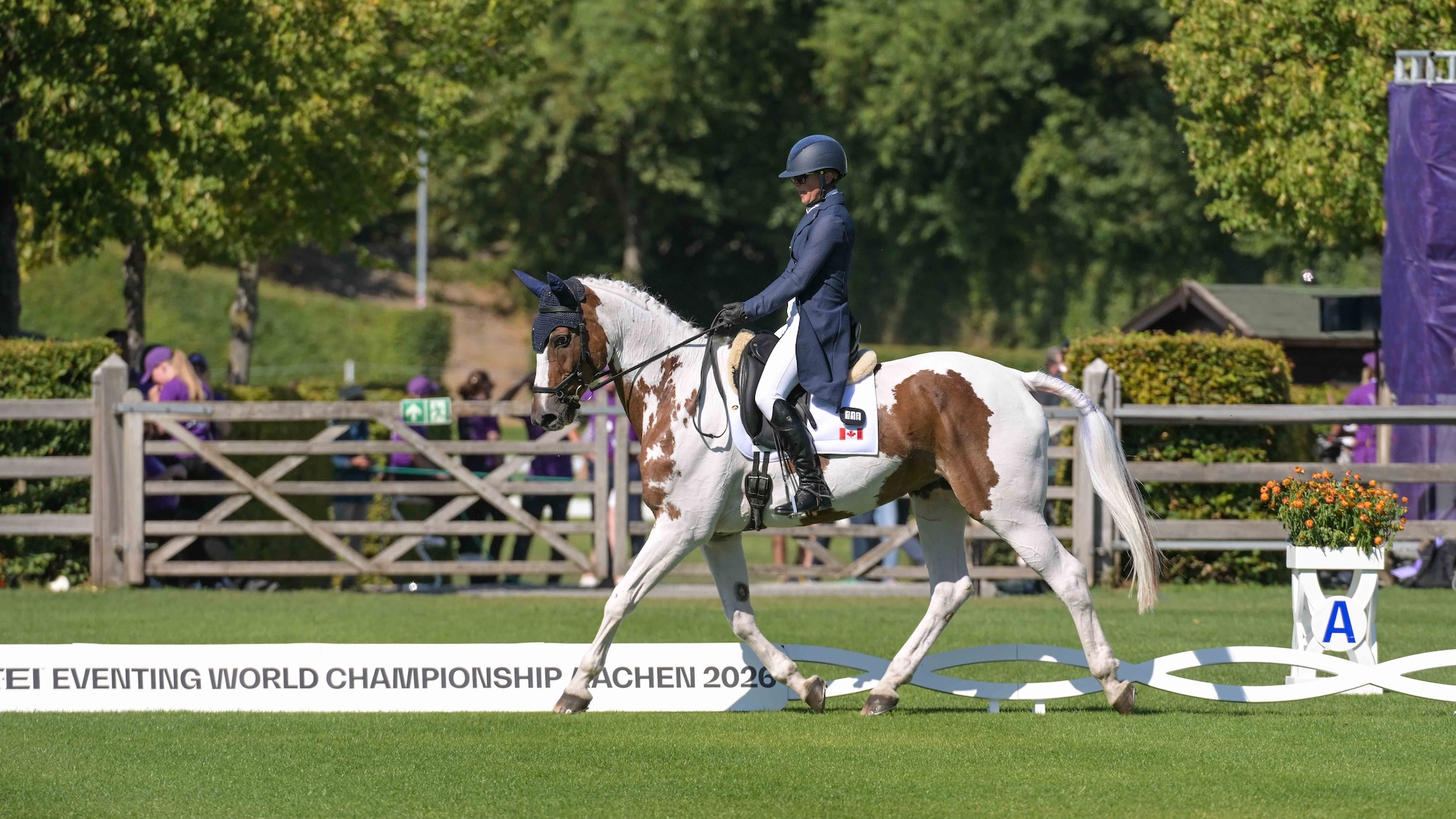 Image shows a skewbald horse performing a dressage movement in a grass dressage arena