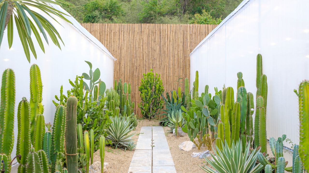 Desert planting, including cacti, in a dry yard