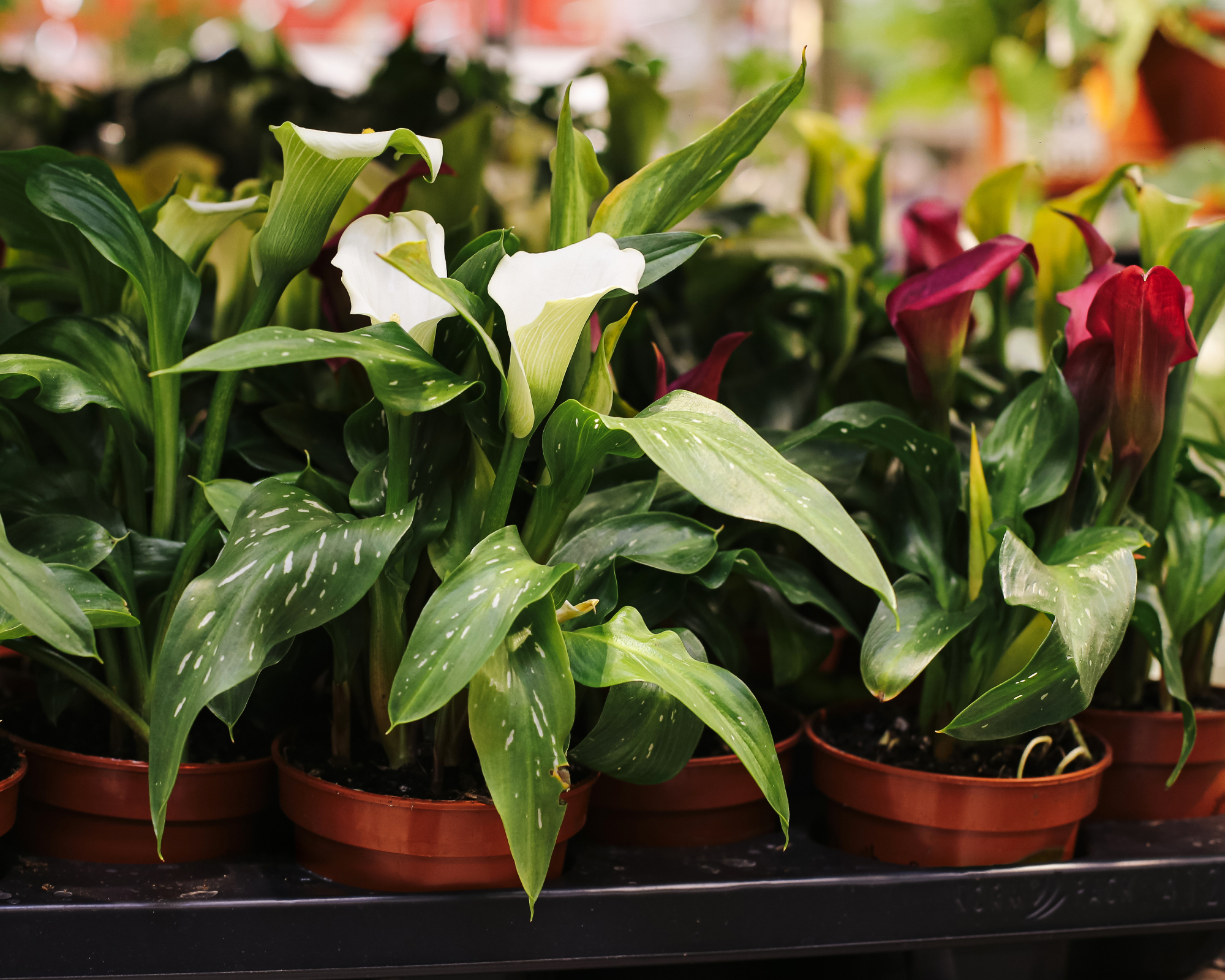 potted calla lilies in a store