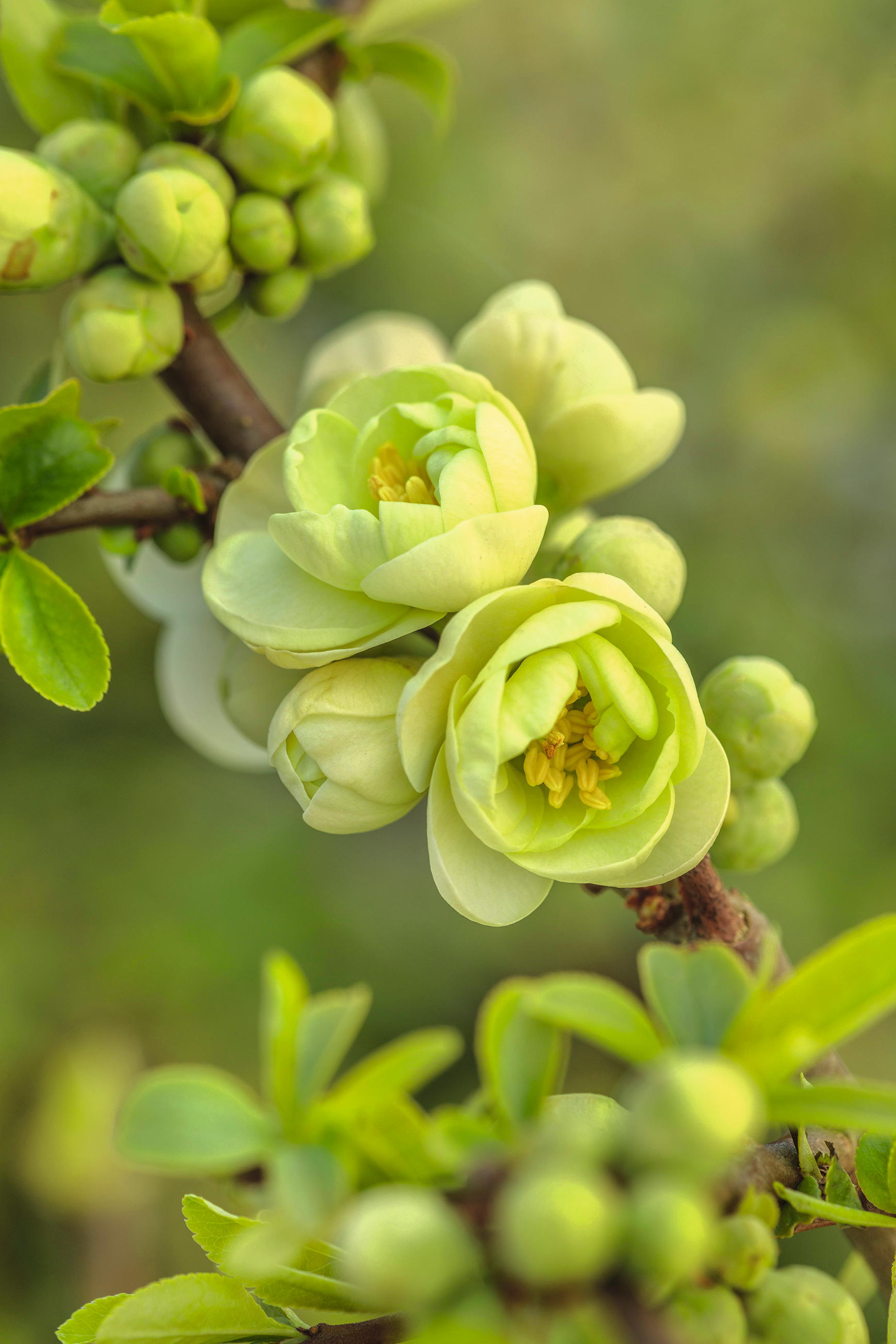 CHAENOMELES TRIAL, FLOWERS OF CHAENOMELES SPECIOSA YUKIGOTAN, JAPANESE QUINCE, SHRUBS, MARCH