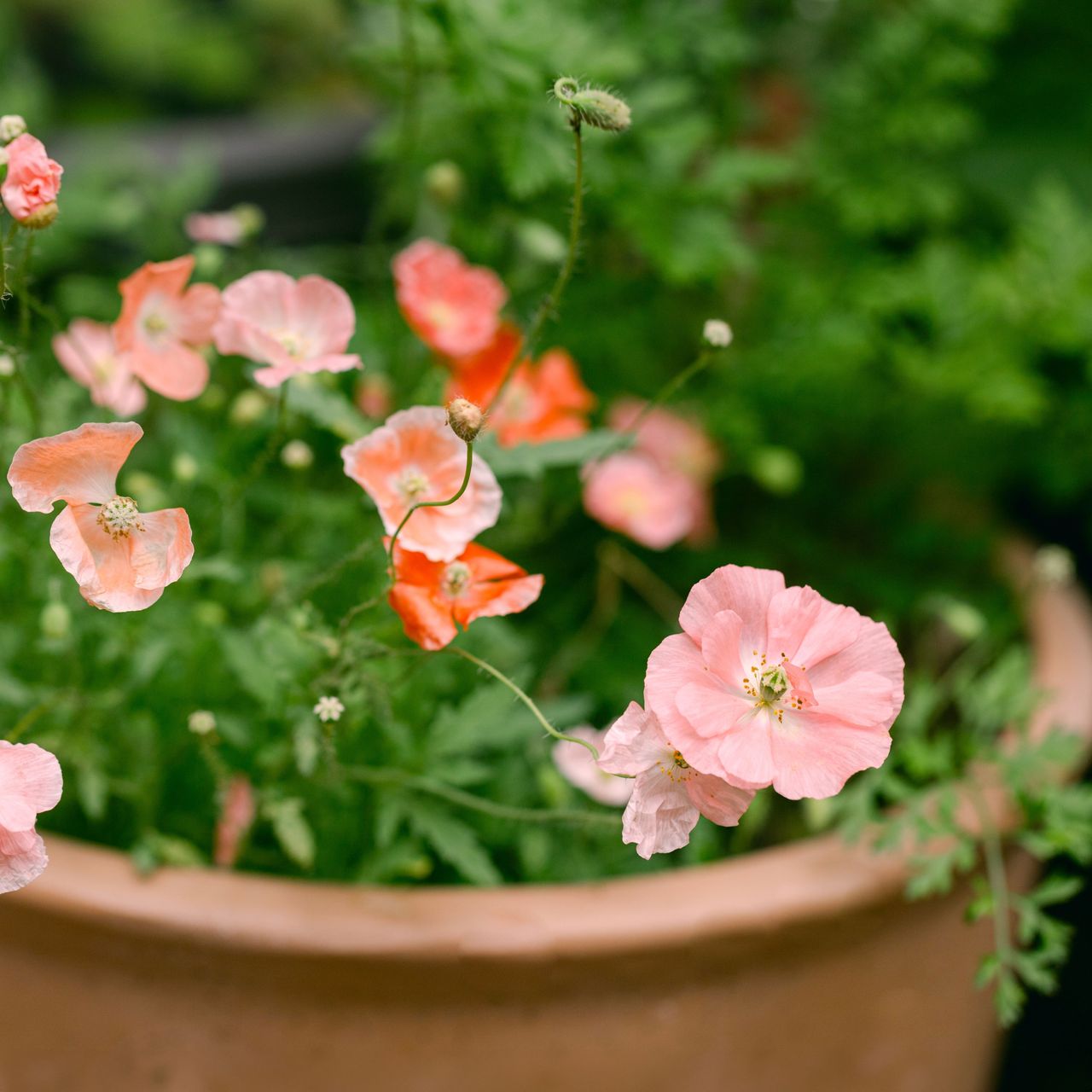 poppies growing in a large container
