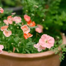 poppies growing in a large container