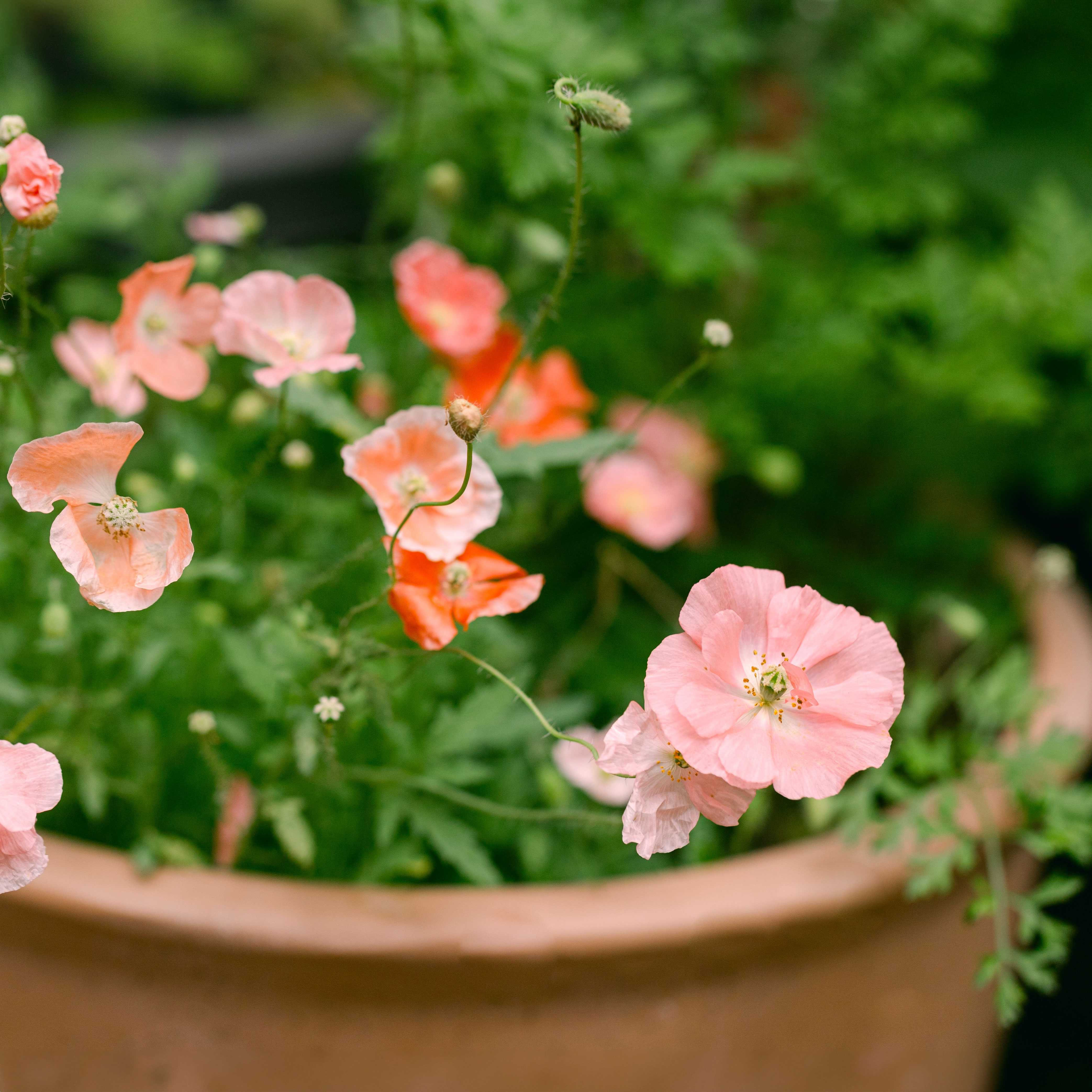 poppies growing in a large container