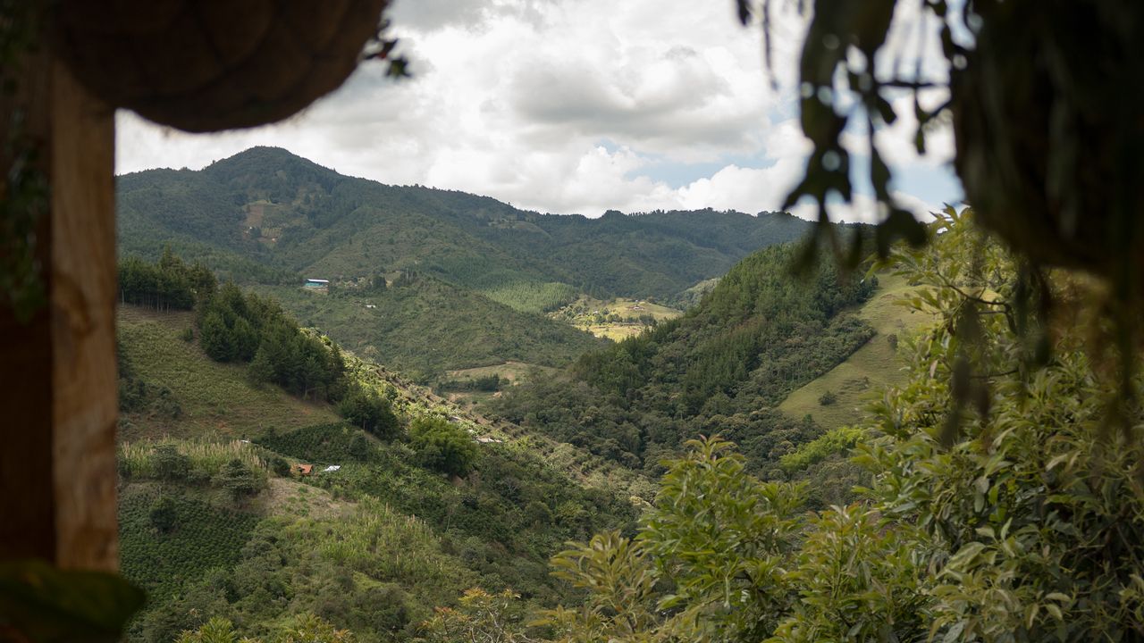 View over Colombian Coffee plantation