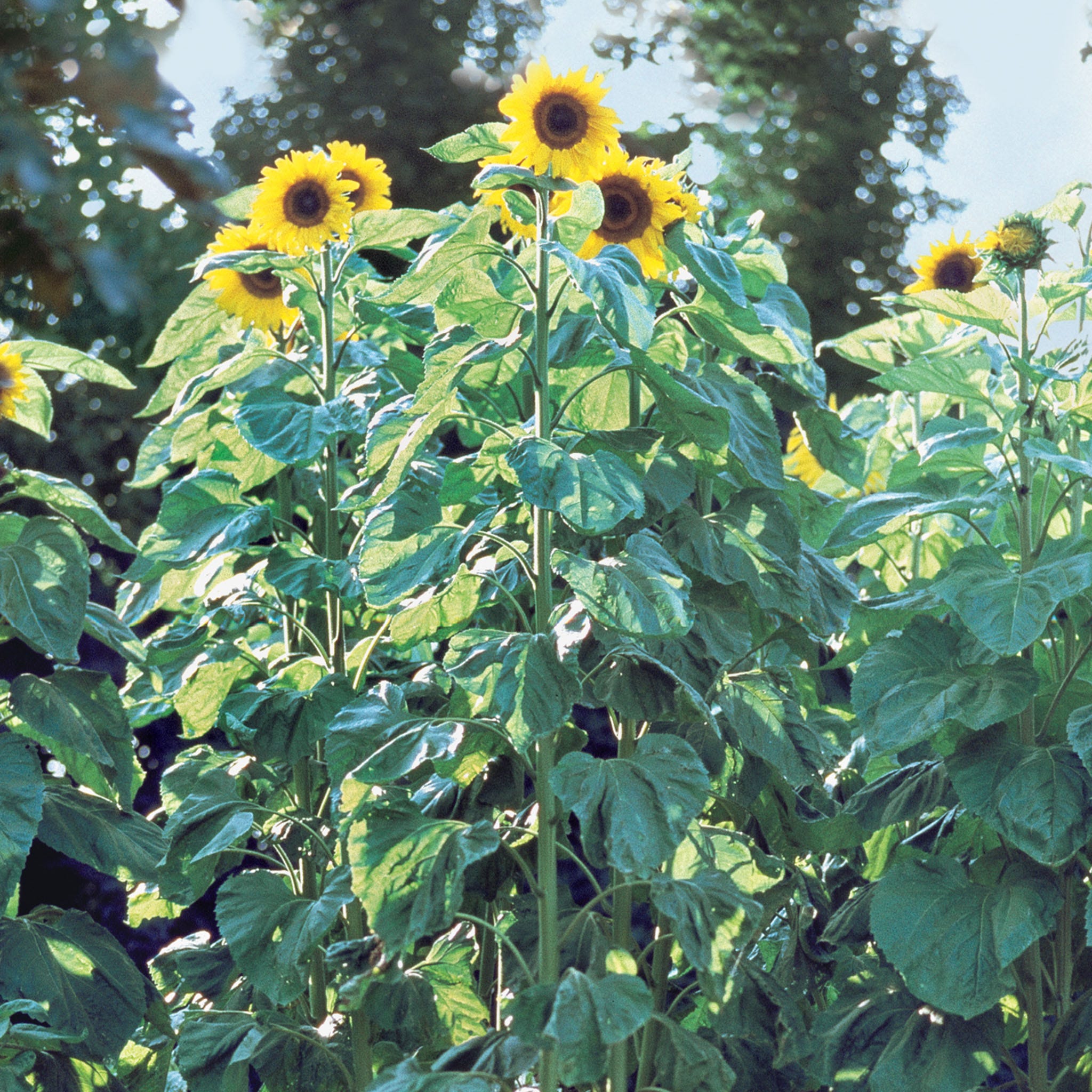 American Giants Sunflower Seeds