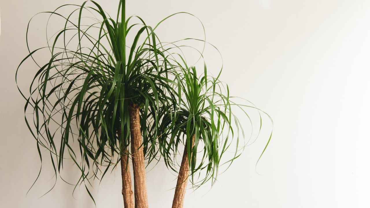 Three branches of a ponytail palm