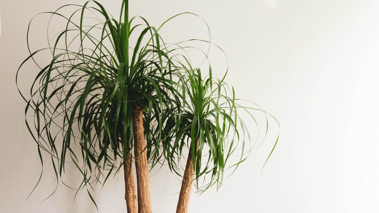 Ponytail Palm Tree Information - How To Care For A Ponytail Palm |  Gardening Know How