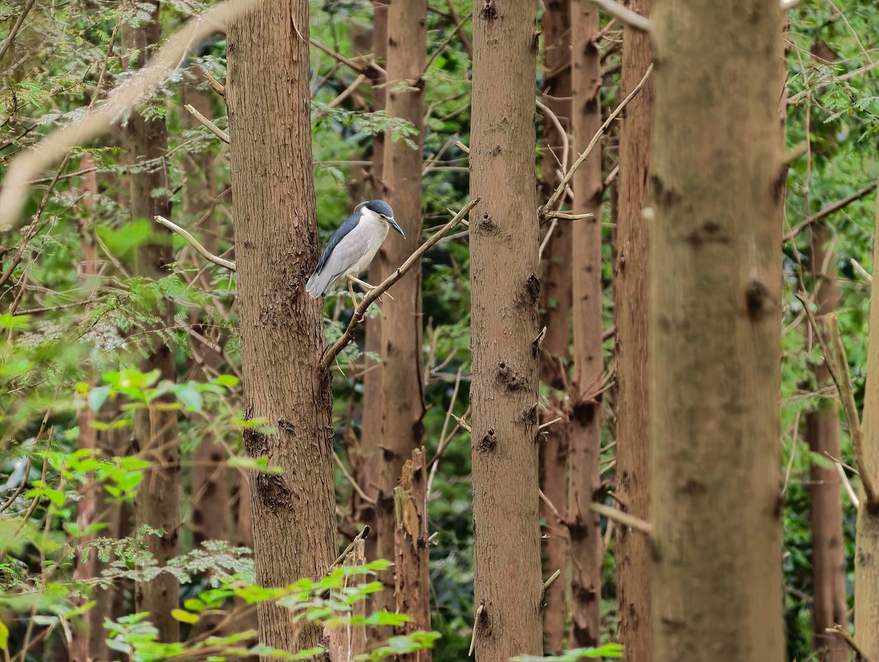 Vivo X500 Pro Max and G2 Ultra 4.7x teleconverter sample gallery: large bird perched in a tree in a nature reserve outside of Shanghai, China